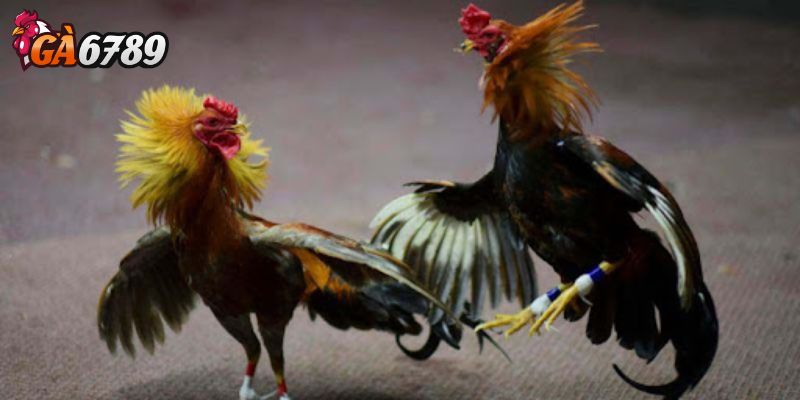 Bảo mật thông tin người dùng tuyệt đối - Đá gà SV388 có uy tín không