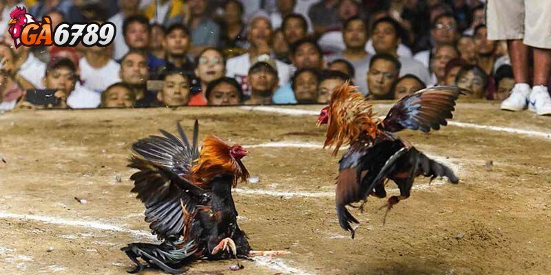 Các tiêu chí đánh giá chuyên sâu