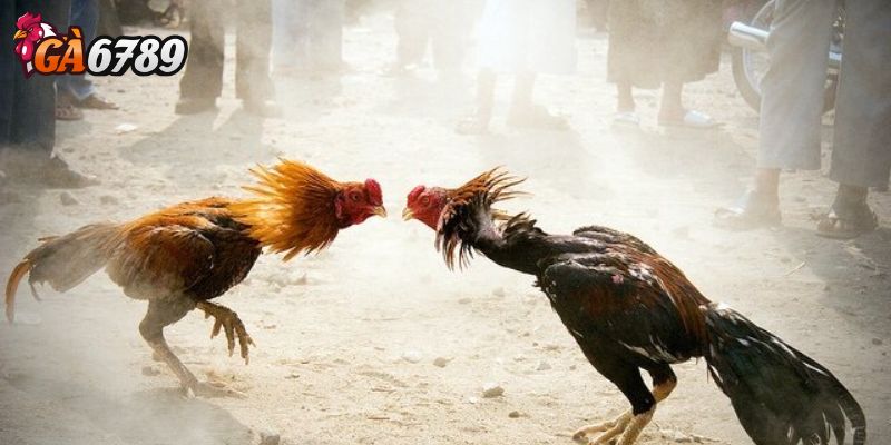 Cách chọn gà chiến thắng - Nhận diện ngoại hình lý tưởng