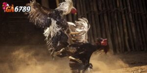 Cách đọc tỷ lệ cược - Hướng dẫn cược đá gà cho người mới