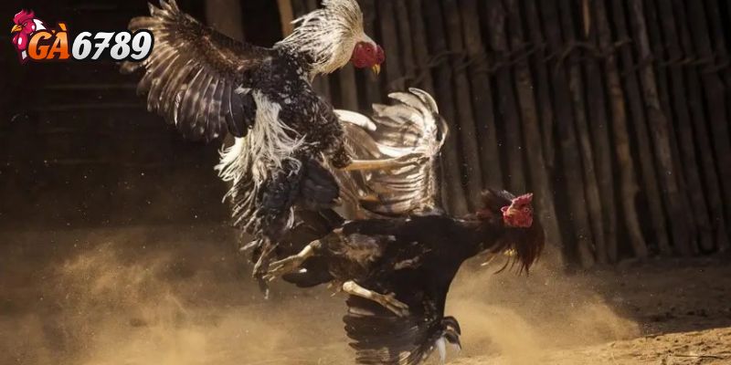 Cách đọc tỷ lệ cược - Hướng dẫn cược đá gà cho người mới