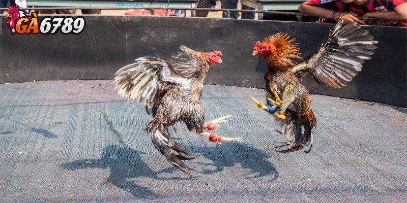 Cách xem đá gà trực tuyến không giật lag hiệu quả