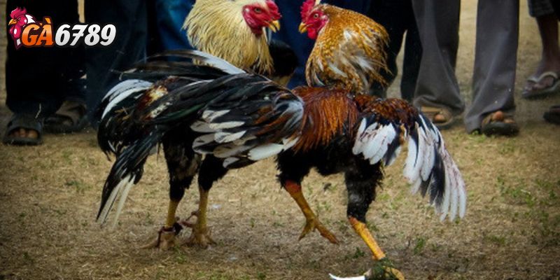 Cân nhắc khi tham gia cá cược