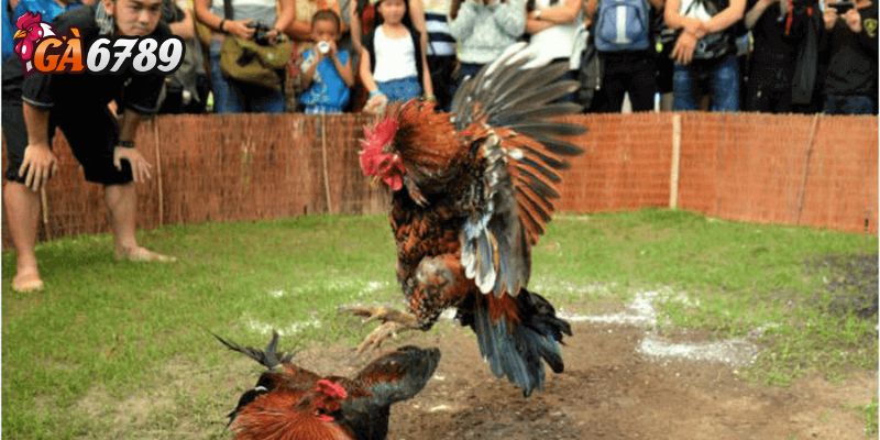 Chọn sàn đá gà uy tín