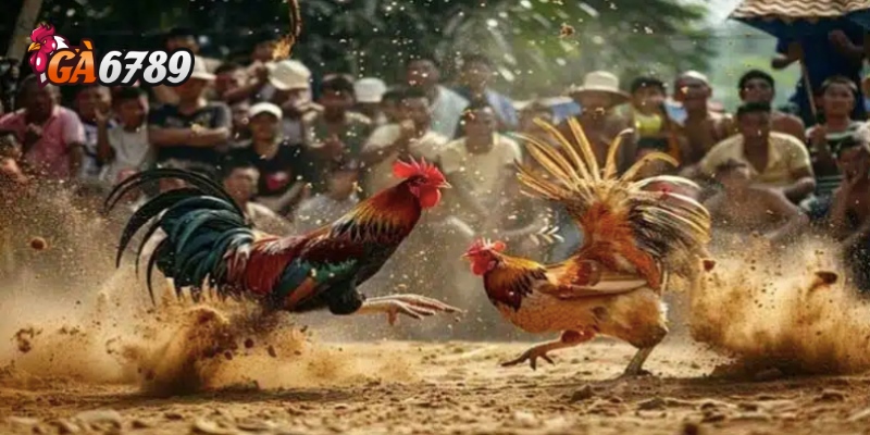 Chọn trận và tiến hành đặt cược