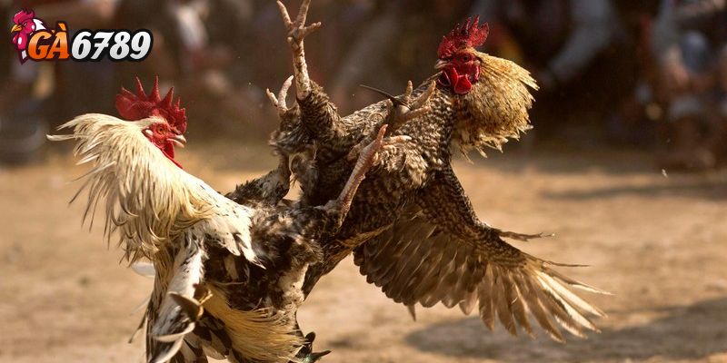 Đa dạng kèo cược và tỷ lệ trả thưởng hấp dẫn