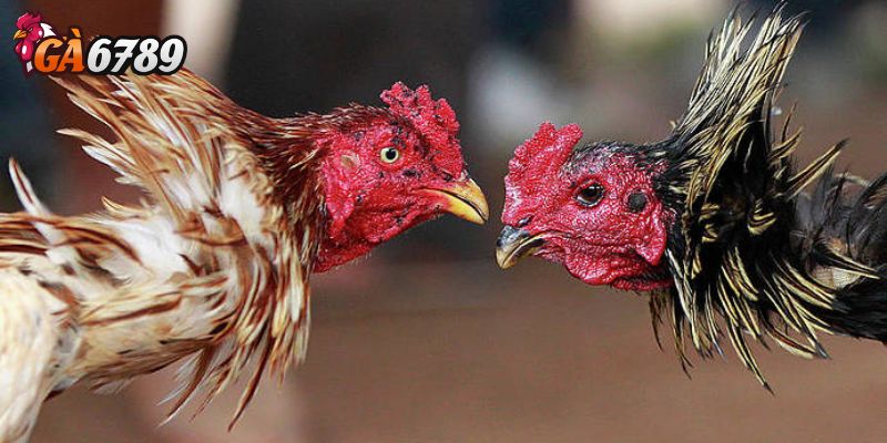 Đá gà nòi truyền thống