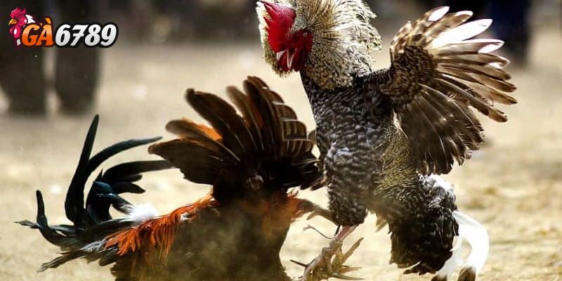 Da gà và màu lông - Cách chọn gà chiến thắng