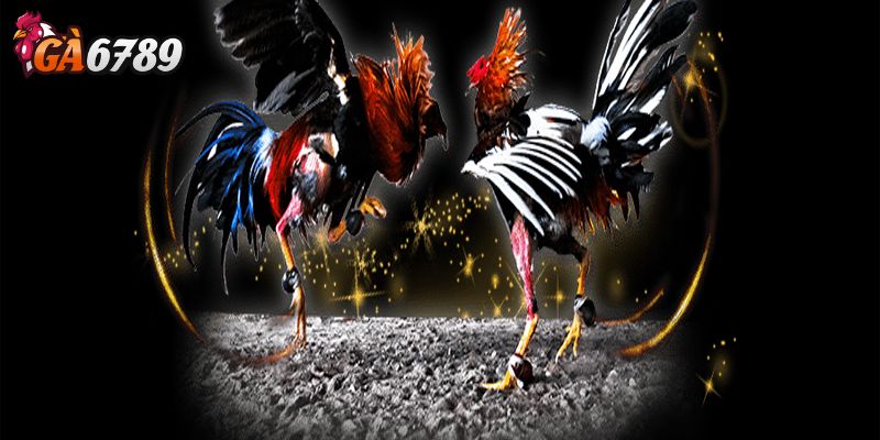 Đặt cược linh hoạt với nhiều tỷ lệ