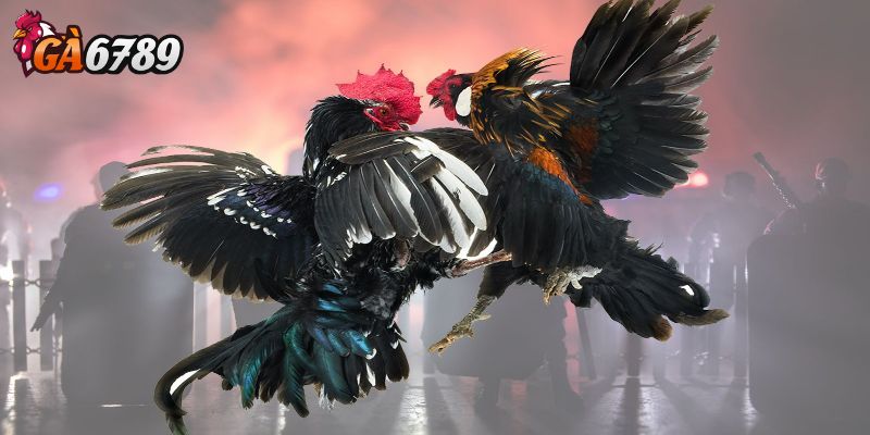 Giới thiệu tổng quan về đá gà Thomo là gì