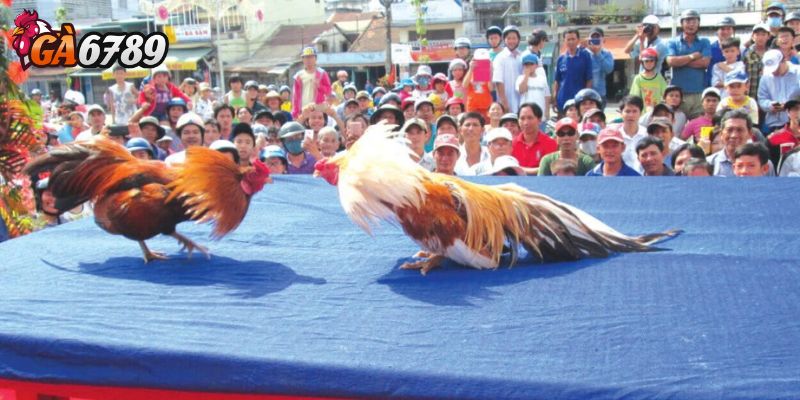 Kèo gà chết trước/sau