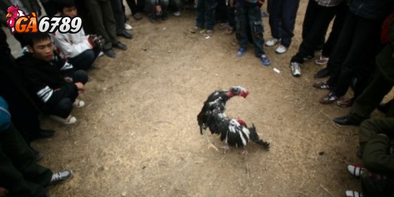 Lịch đá gà hôm nay S128