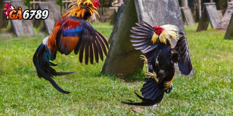 Cách chọn gà chiến thắng lịch sử thi đấu và kinh nghiệm