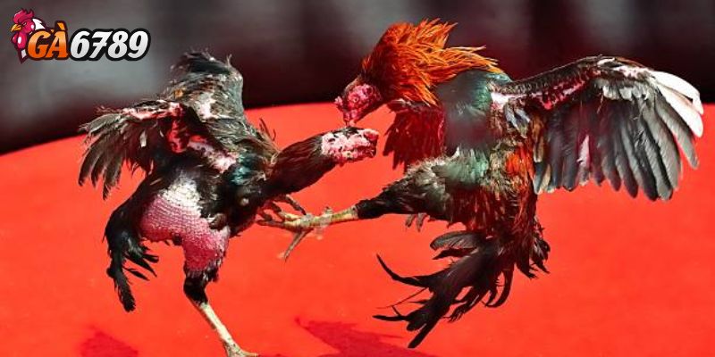 Lựa chọn kênh phát sóng không tối ưu