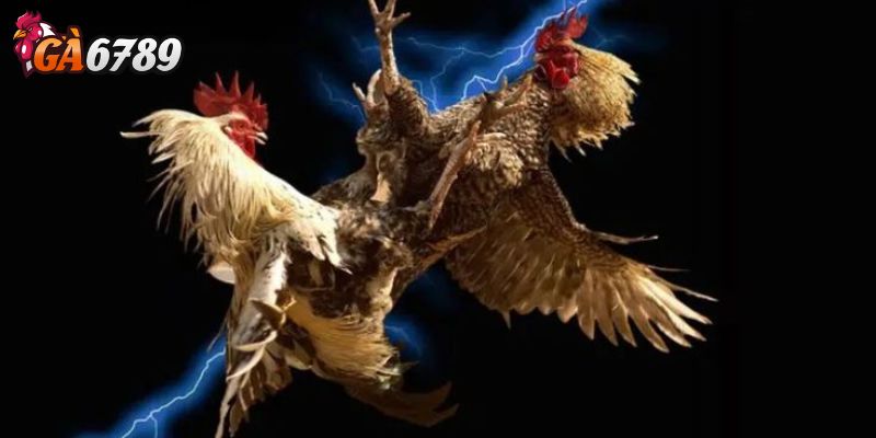 Lý do nên xem đá gà HD thay vì video thường