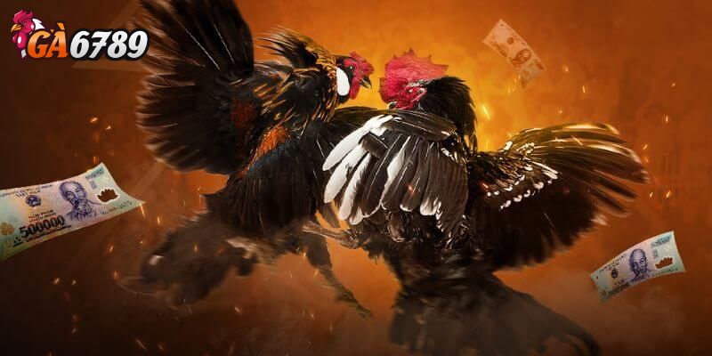 Quan sát thông tin chiến kê