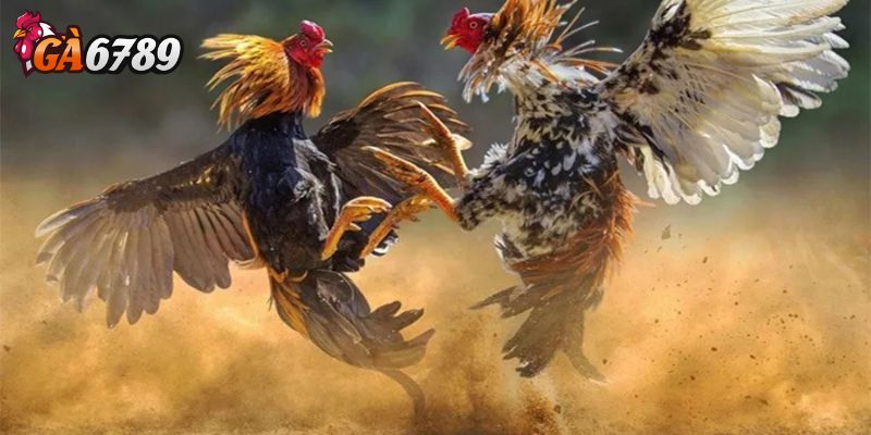 Cách chọn gà chiến thắng sới đấu và thời tiết