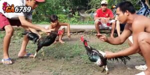 Tham gia cộng đồng và diễn đàn đá gà