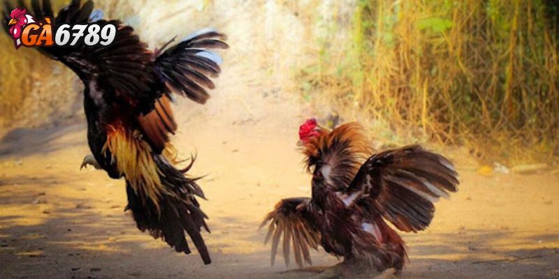 Hướng dẫn cược đá gà cho người mới theo dõi lịch sử và thống kê