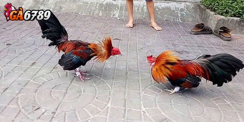 Tổng quan lịch đá gà hôm nay tại các trường lớn