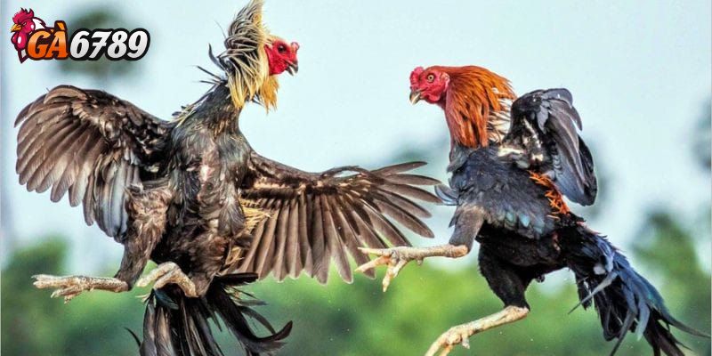 Hướng dẫn cược đá gà cho người mới một cách tổng quan