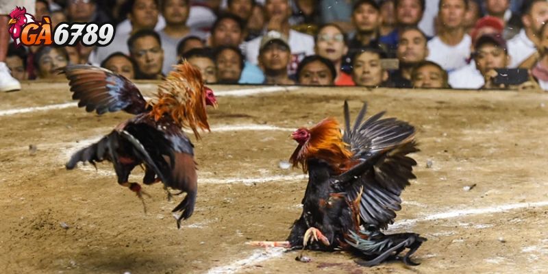 Tương tác trực tiếp với cộng đồng