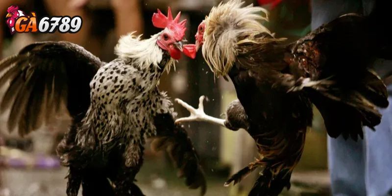 Tỷ lệ cược GA6789 là gì?