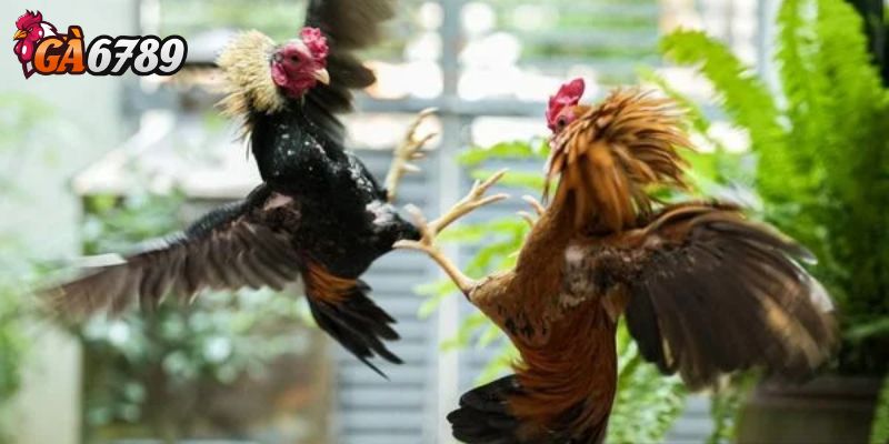 Tỷ lệ cược và ý nghĩa