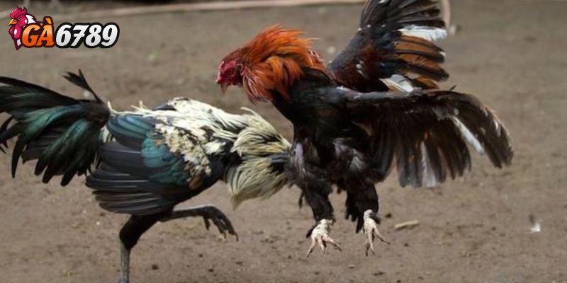 Vị trí địa lý thuận lợi cho người chơi Việt